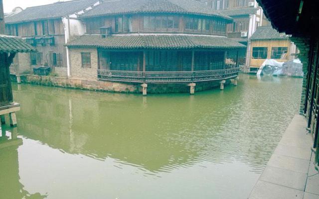 种绿萝会风水不好